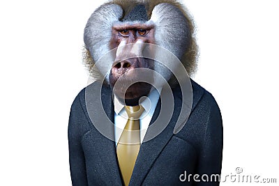 Portrait of Baboon in a business suit - Digital 3D Illustration on white background Stock Photo