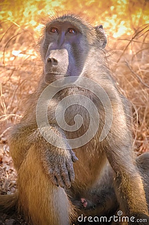 Portrait baboon Stock Photo