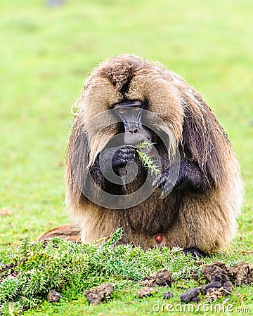 Portrait of a baboon Stock Photo