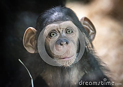 Portrait of a baby chimpanzee in Pilsen in Czech Republic . An excellent illustration Cartoon Illustration