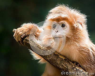 Ebony Langur XV Stock Photo