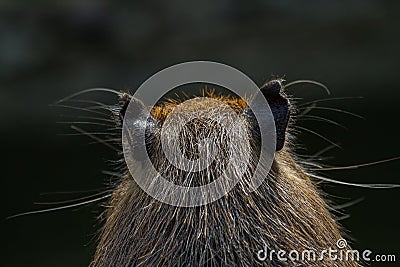 portrait of the back of the head of a capibara with brown hair Stock Photo