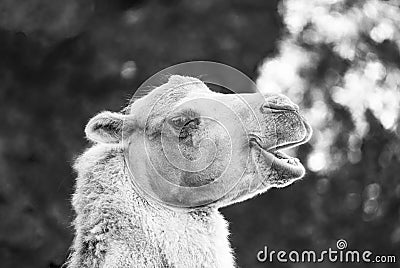 Portrait of a Bactrian camel. Animal in close-up Stock Photo