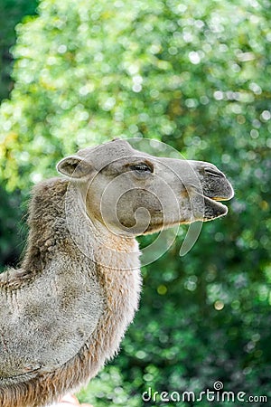 Portrait of a Bactrian camel. Animal in close-up Stock Photo