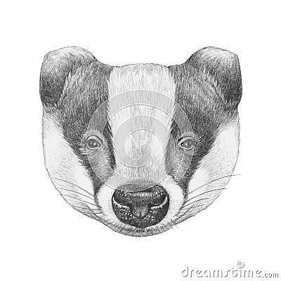 Portrait of Badger. Cartoon Illustration