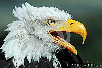 Portrait of a Bald Eagle against a dark green background Stock Photo