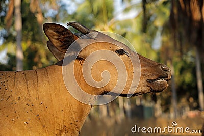 A portrait of a Bali cattle cow - domesticated wild cattle from Bali, Indonesia Stock Photo