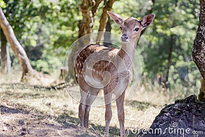 Portrait of a bambi deer Stock Photo
