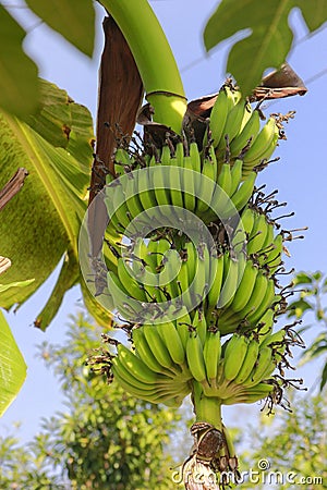 portrait banana green in the tree Stock Photo