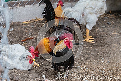 Portrait of bantam chickens, poultry Stock Photo