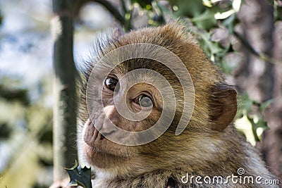 Portrait of a Barbary macaque Stock Photo