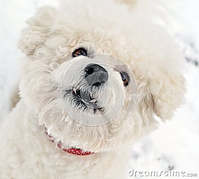 Portrait of the barking dog of breed of Bichon Frise Stock Photo