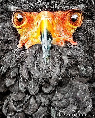 Portrait of a Bateleur eagle looking at you Stock Photo