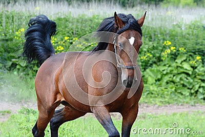 Portrait of the bay american trotter stallion in freedom Stock Photo