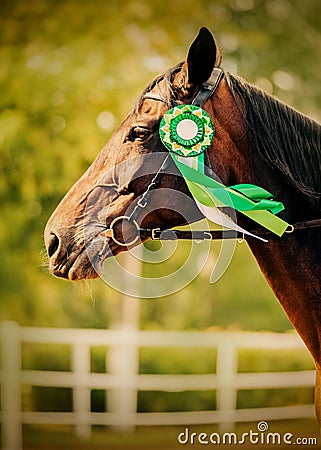 Portrait of a bay horse with a green rosette on a sunny summer day. Victory in equestrian competitions. Horse riding Stock Photo