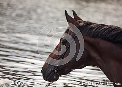 Portrait of bay horse in water. close up Stock Photo