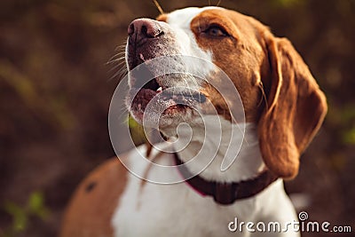 Portrait Of Beagle Dog Stock Photo