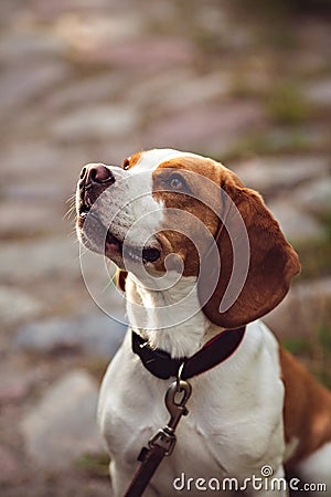 Portrait Of Beagle Dog Stock Photo