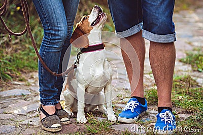 Portrait Of Beagle Dog Stock Photo