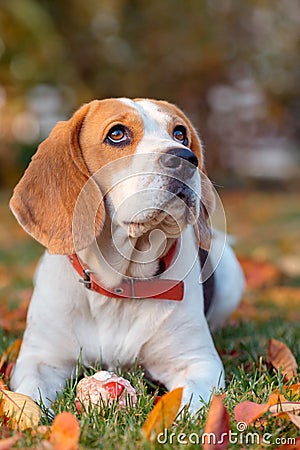 Portrait of a Beagle dog Stock Photo