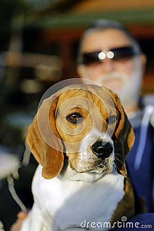 Portrait of a Beagle dog sunbathing on his owners lap who is blu Stock Photo