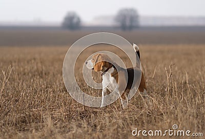 Portrait of a Beagle on a spring walk Stock Photo