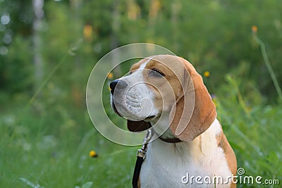 Portrait of a Beagle in a summer forest Stock Photo