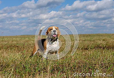 Portrait of a Beagle on a walk in the field Stock Photo