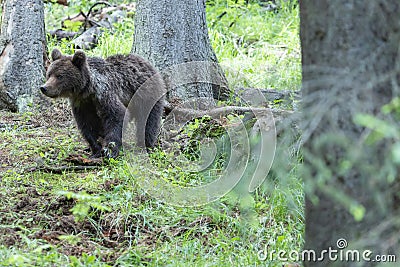 Portrait of bear standing in green spruce forest Stock Photo