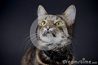 Portrait of a beautiful adopted gray cat with bright yellow eyes on a blak background. Low key photo Stock Photo