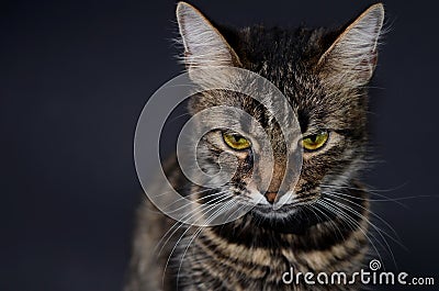 Portrait of a beautiful adopted gray cat with bright yellow eyes on a blak background. Low key photo Stock Photo