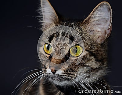 Portrait of a beautiful adopted gray cat with bright yellow eyes on a blak background. Low key photo Stock Photo