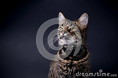 Portrait of a beautiful adopted gray cat with bright yellow eyes on a blak background. Low key photo Stock Photo
