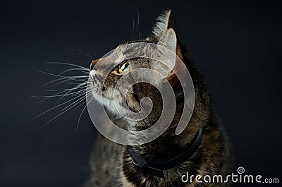 Portrait of a beautiful adopted gray cat with bright yellow eyes on a blak background. Low key photo Stock Photo