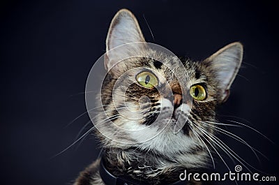 Portrait of a beautiful adopted gray cat with bright yellow eyes on a blak background. Low key photo Stock Photo