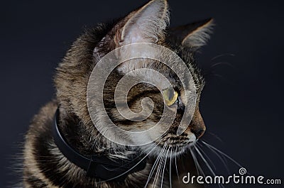 Portrait of a beautiful adopted gray cat with bright yellow eyes on a blak background. Low key photo Stock Photo