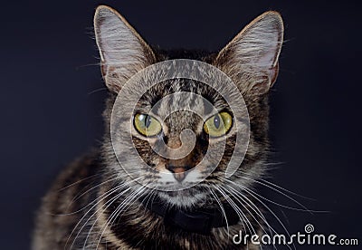 Portrait of a beautiful adopted gray cat with bright yellow eyes on a blak background. Low key photo Stock Photo