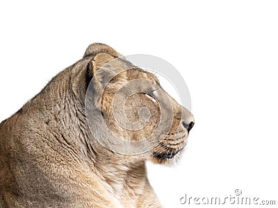 Portrait of a beautiful adult lioness isolated on a white background Stock Photo