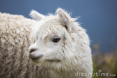 Portrait of beautiful baby Llama, Bolivia Stock Photo