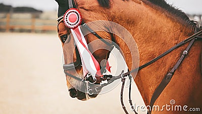Portrait of a beautiful bay horse with a red prize rosette on the bridle, which jumps quickly. The winner in equestrian sports Stock Photo