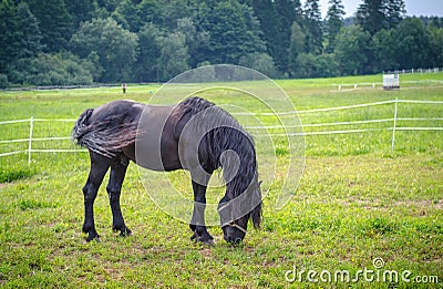 Belarusian draft horse in pasture Stock Photo