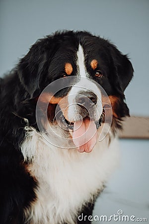 Portrait beautiful Bernese mountain dog. blue background Stock Photo