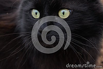 Portrait of a beautiful black Chantilly Tiffany cat at home Stock Photo