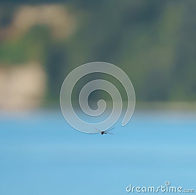 Portrait of a dragonfly flying in the air Stock Photo