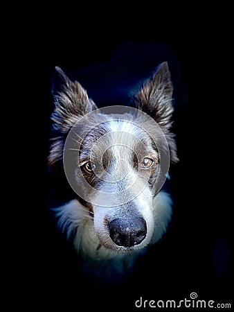 Portrait of a beautiful border collie Stock Photo