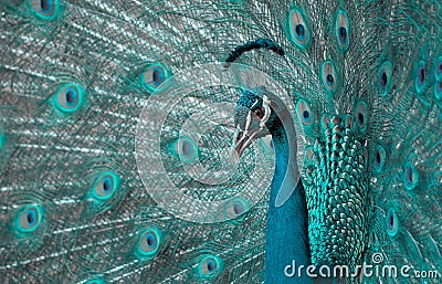 Portrait of beautiful peacock with feathers out Stock Photo