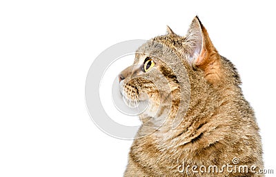 Portrait of beautiful curious cat Scottish Straight Stock Photo