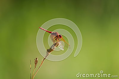 Portrait of a dragonfly resting on leaf Stock Photo