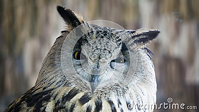 Portrait of a beautiful eagle owl Stock Photo