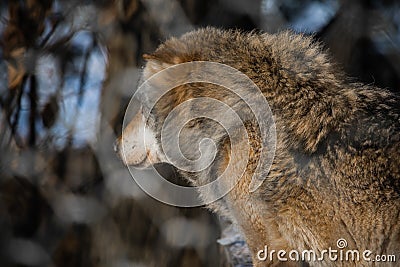 Portrait of a beautiful furry siberian wolf Stock Photo